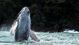 Humpback whale in Bahia Solano , Colombia by Susanna Randazzo 